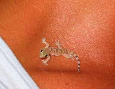 Gecko auf Hals von Dr. Nagel, Santori